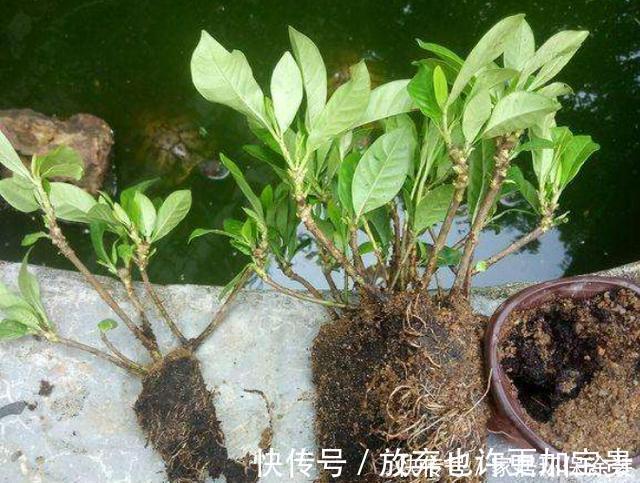 修剪|栀子花买到做3步，让它花全开，花后换盆强修剪，明年照样开爆盆
