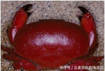 世界|世界上几种有毒的蟹,食用1只就可夺人性命