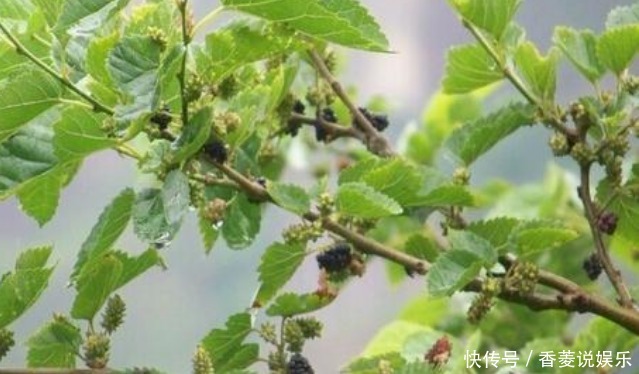  大爷|60岁大爷用民间的小偏方，治好了足跟痛，行走起来“生龙活虎”