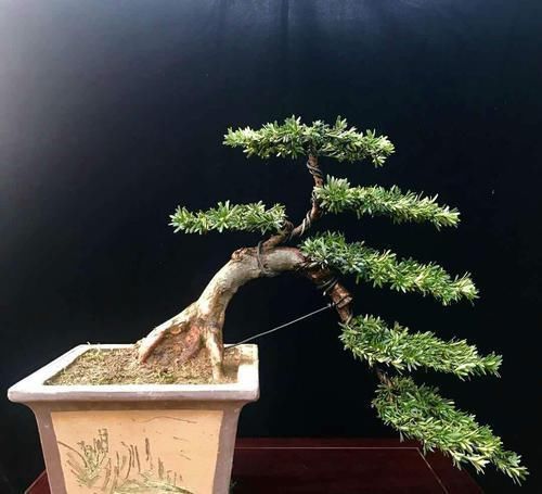 罗汉松盆景观赏价值高,罗汉松盆景养护注意什么