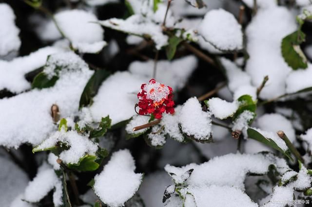 塞翁吟$32首诗词写雪中玫瑰:为何独自在深冬?凛凛寒风寂寞红