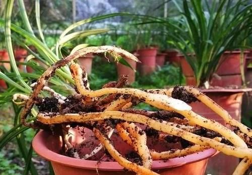 兰花只发芽不长根，究竟是什么原因？原因很简单，治理也不难