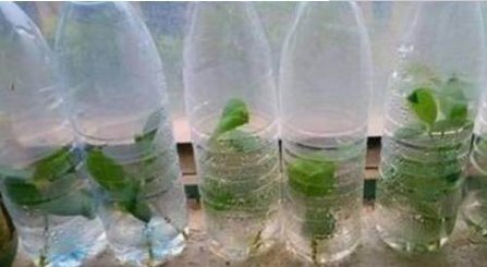 繁殖|别再花钱买茉莉花了,掐根枝扔塑料瓶里,很快就能繁殖出一大盆