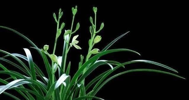 操作方法|花盆里埋点“它”,不烂根,不黄叶,杀菌消毒还透气,根壮花还旺