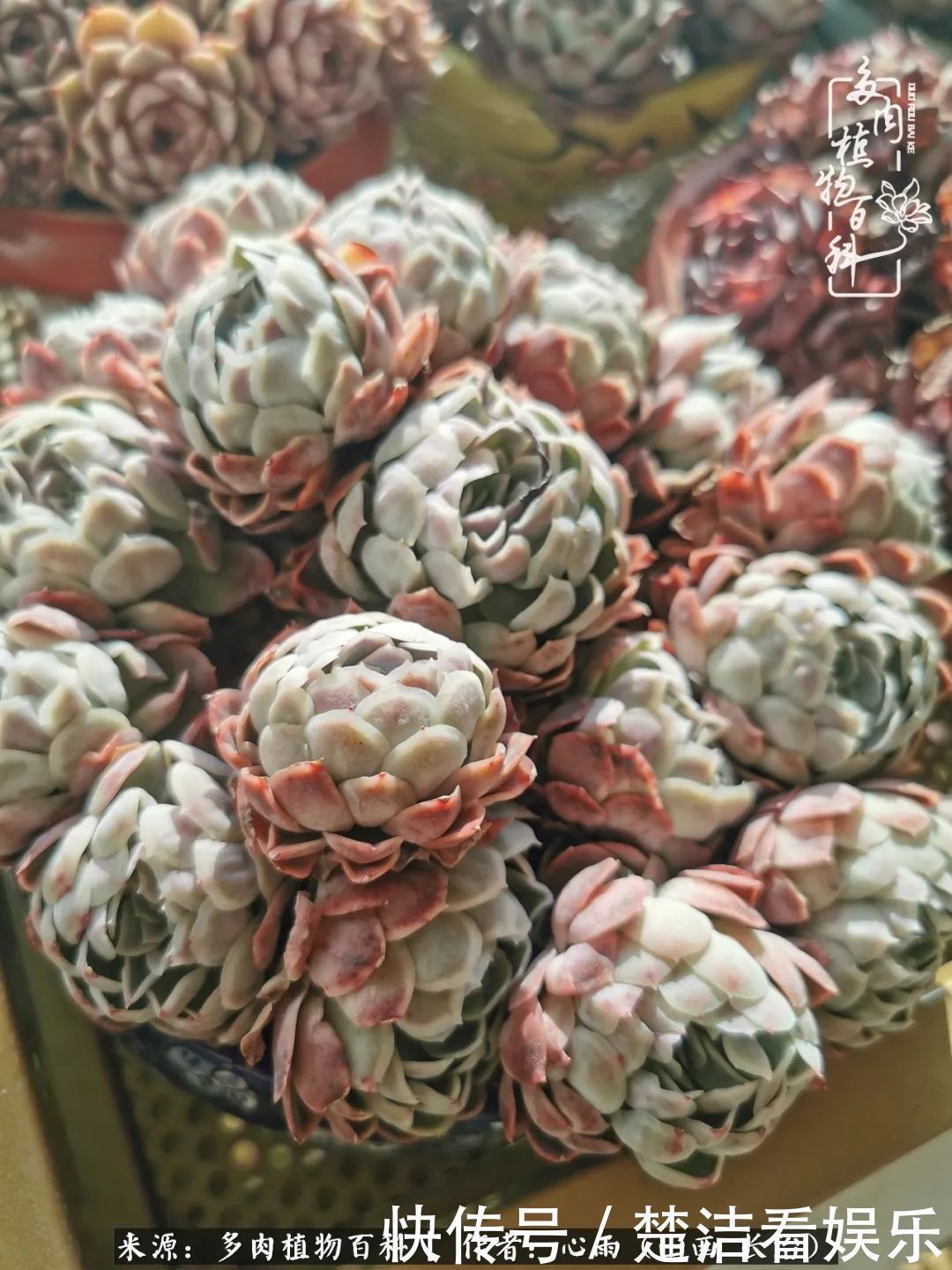 事物|懂得珍惜的人,才值得拥有更多美好的事物!养多肉也是如此!