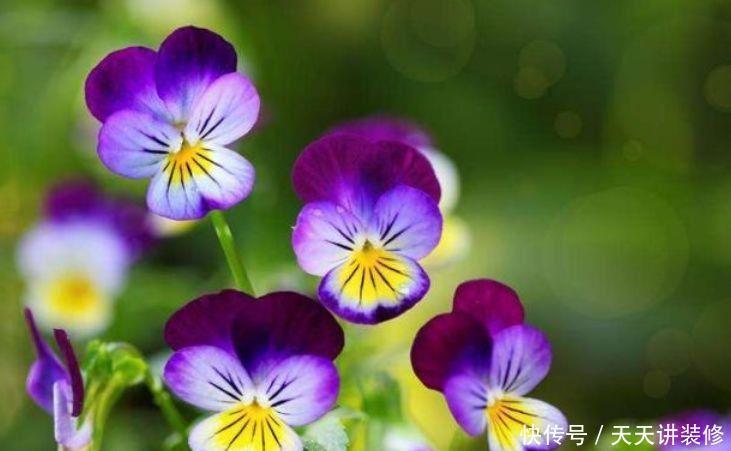 养花就养此几款,形状特别,又显贵气,颜值超高的