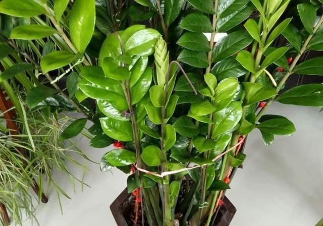 金钱|盆栽金钱树,记住“5句话”,叶子个个闪亮,萌芽更快!