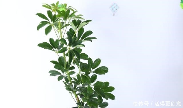 它是吉祥树，别名谐音“我掌财”，隔半月浇点“它”，枝叶密又绿！