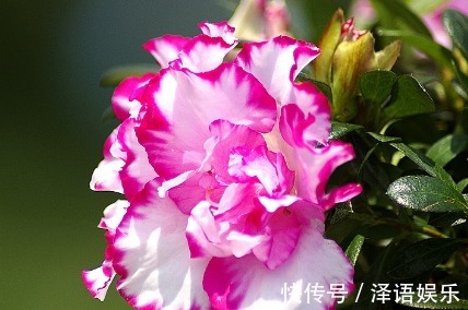 此花堪比“开花机器”,美艳更胜杜鹃花,好养易活,四季都有花