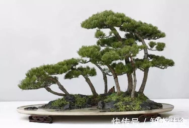 盆景@赵庆泉:请别叫我“大师”,我就是个“做盆景的”