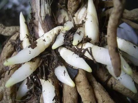 王先生养君子兰，10天一罐“它”，一枝30朵，一开就“2次”！