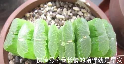 塑料杯子没用？给多肉植物扣一个，叶子马上变圆润又水灵