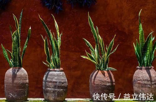 植株|养虎皮兰,能不能晒太阳,怎么养能长得更旺,为你揭开答案