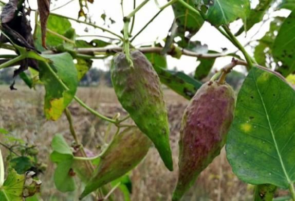 药用价值|在农村这种果实很常见,经常摘回家喂牲畜,不知道还有药用价值