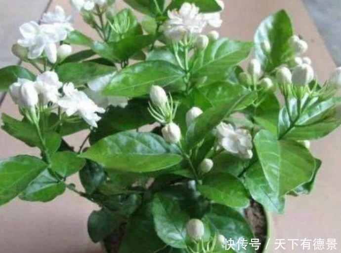 “4种花”最适合春天养,漂亮迷人,一次开花200朵!