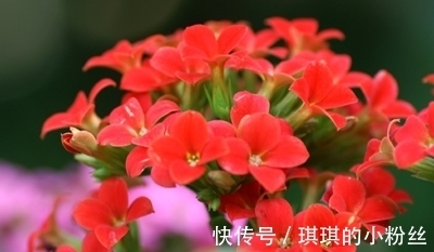 管理|立秋后,长寿花要想花苞累累,要怎样管理?