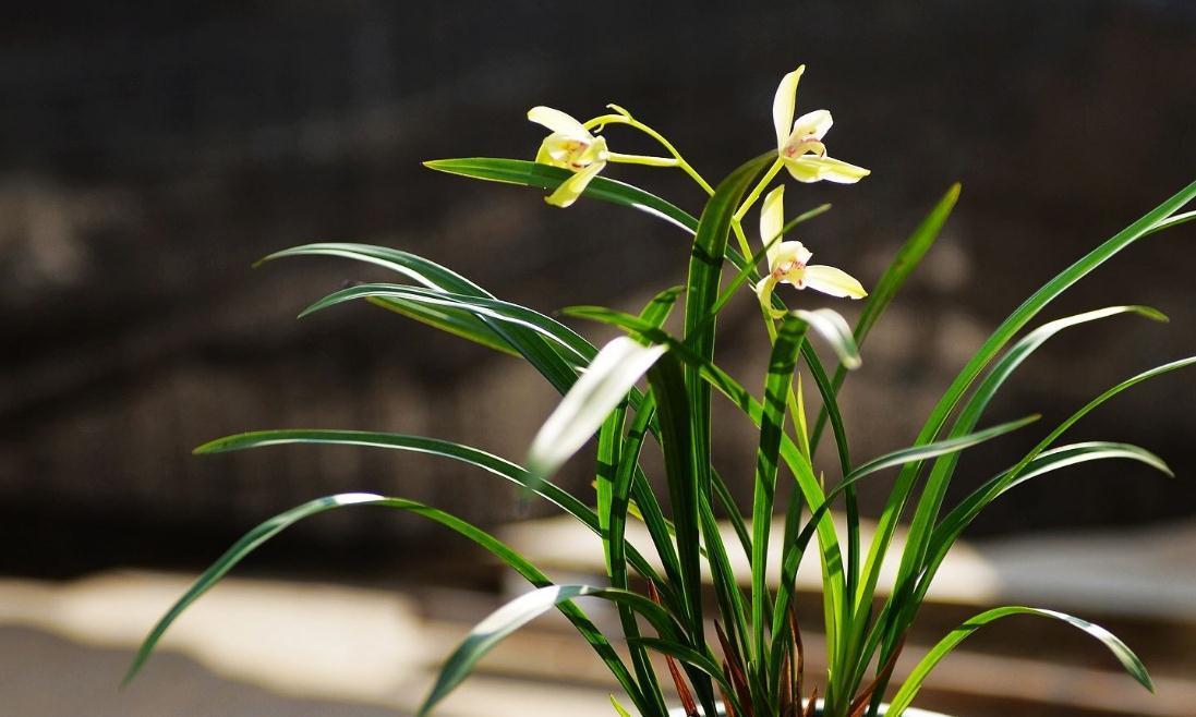 盆栽兰花叶面发白不要急，小花匠教你两招，简单实用