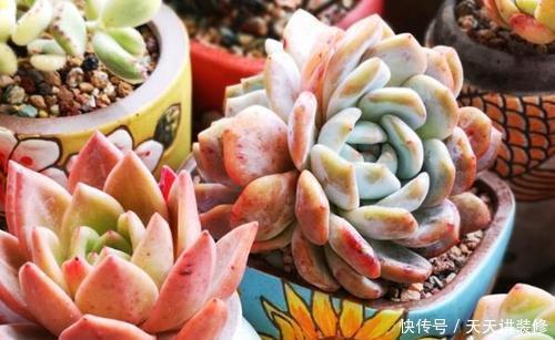 给多肉喂2种肥水,15天喝一次,叶片圆滚滚,长成肉墩子!