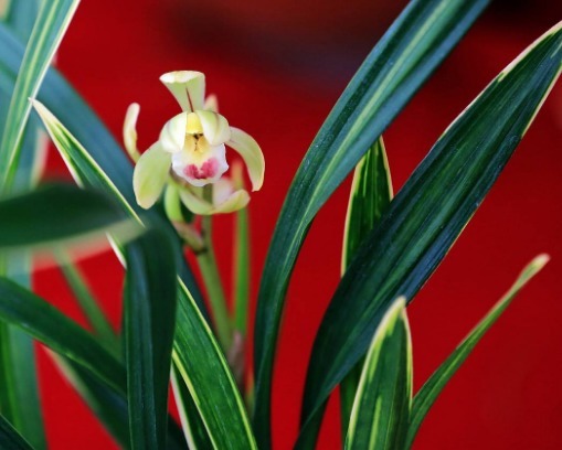 兰草正盛开，教你养兰草的3个小妙招，花开时节满屋清香扑鼻