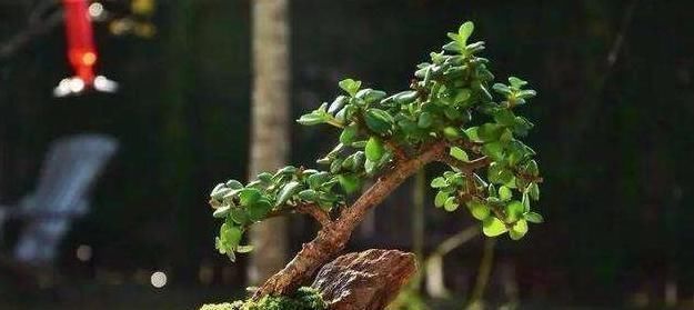 施肥|想养盆景就选“它”，一根“小枝条”，变成大“盆景”，只需一年