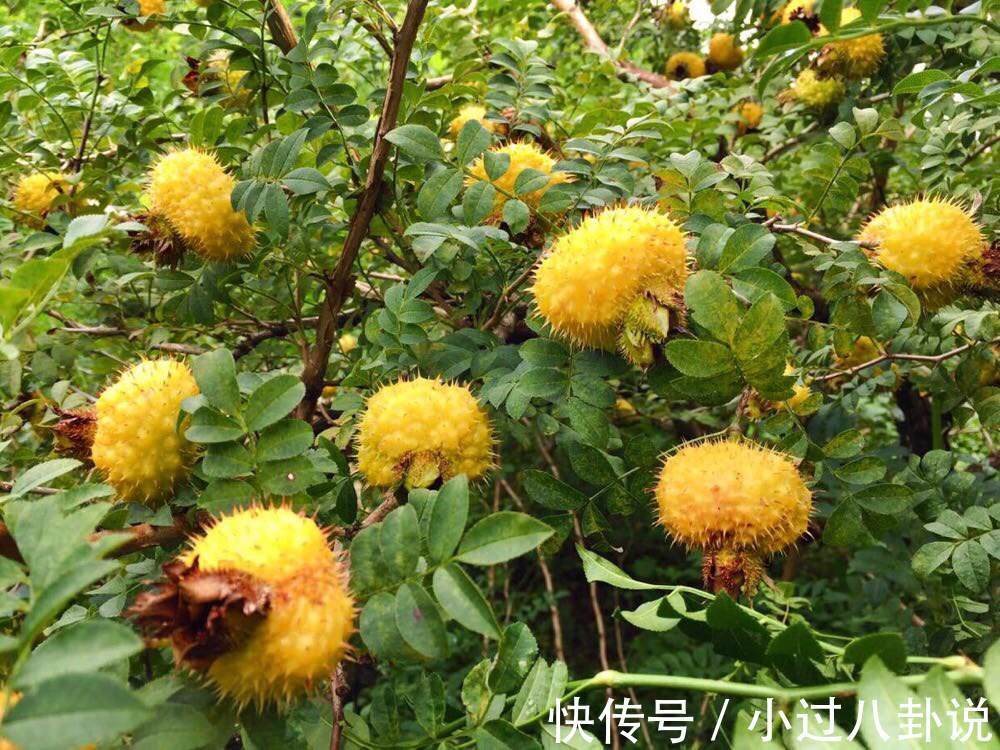 气色|中年人想气色好，可以吃好的食物，减皱祛斑，刮油清肠，身体好了