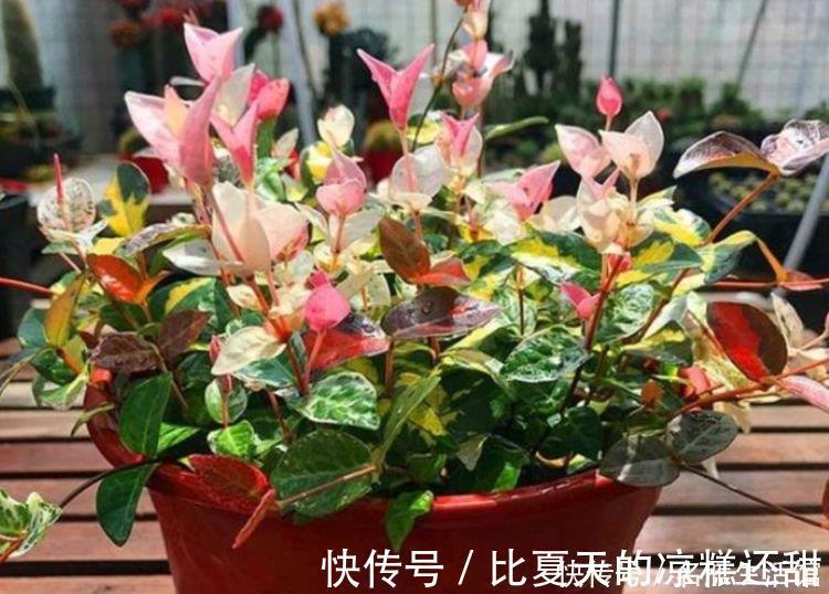 植株|秋天养花,首选4种花,花期长、颜值高,晒晒太阳开花一茬又一茬