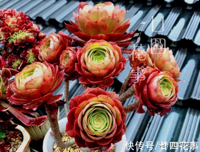 根系|9月3招“召唤术”，唤醒多肉法师，醒了“补一补”，上色爆芽多