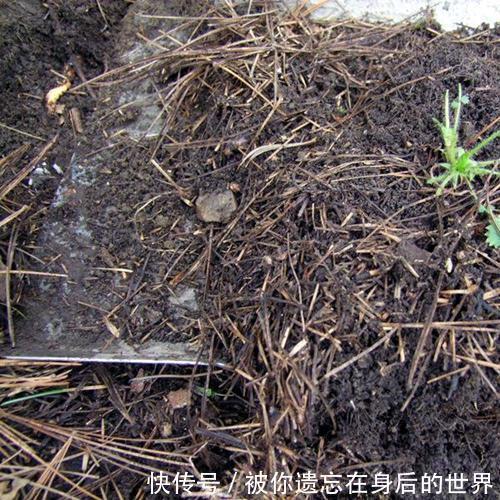 烂根|盆底垫三种东西,不怕招虫不烂根生病,养花更省事了