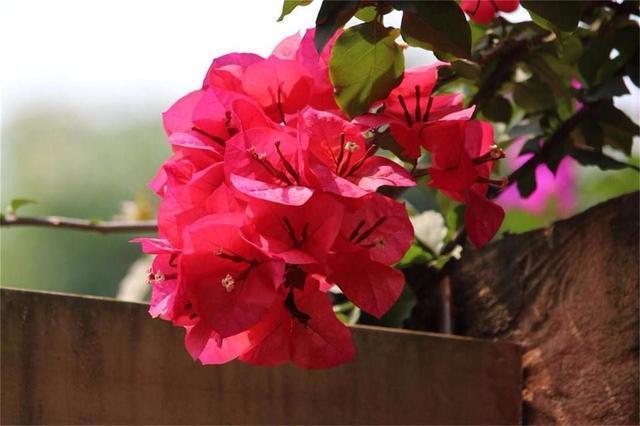 花期超长的6款花，随便养上一盆全年都有花看！好看又好养