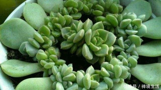 春季叶插多肉植物,能不能淋雨!