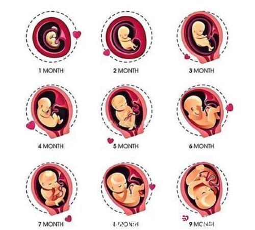 妊娠|胎儿长得最快和最慢的月份,孕妈注意这几个方面,宝宝发育得更好