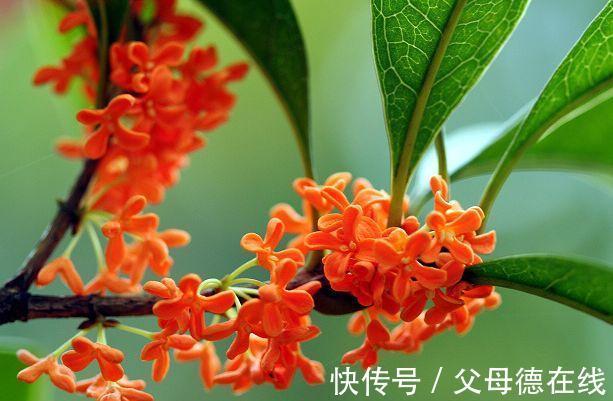 农历9月28日霜降后，养什么花？以下3种花，金玉满堂喜气盈盈