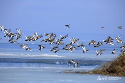 新疆乌伦古湖群鸟飞鸣