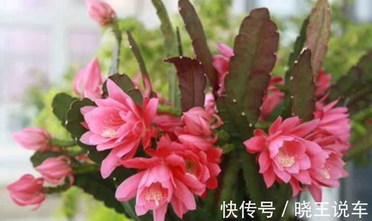 此花比荷花还美,好养好看长势旺,一次能开20朵,南北方都能养