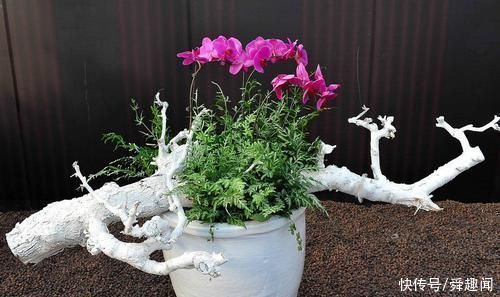 盆栽花草中的6个“醋罐子”,多浇酸水,叶子才能绿得冒油!