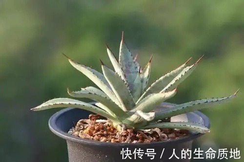 比国宝熊猫还要稀少,花开霸气十足,知道的人可不多!