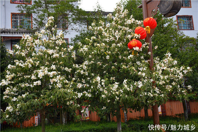 老年|贵州雷山：鲜花争奇斗艳 色彩艳丽县城