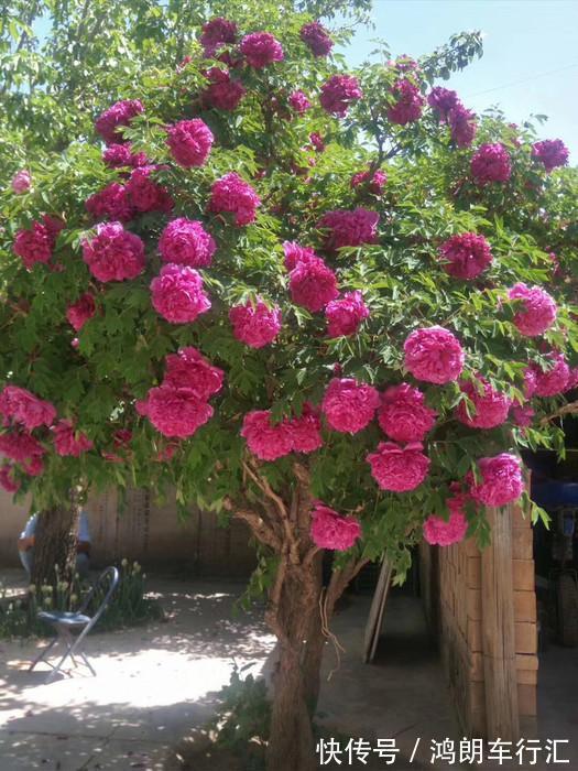 秋天快扦插,10种花不用买,掰个枝子插土里,嗖嗖生根,成活率高