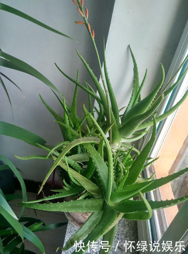 玉翁|5种“盆栽”，十天半月不理它，也能长，浇点水长爆盆，太省心了