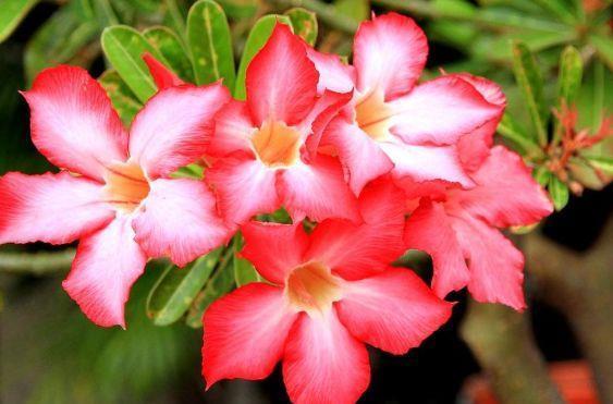 颜值超高的几款花卉,一年四季花开不停,给点阳台就灿烂