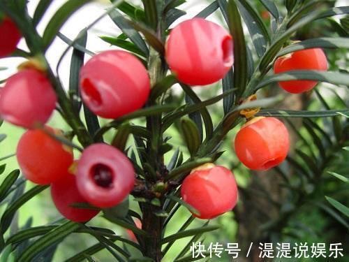 红豆杉|红豆杉可以家养，做好这几点，能开花结果，价值高