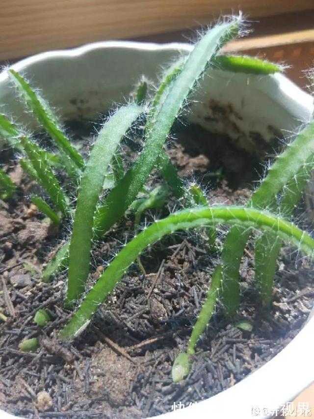 多汁|育火龙果热潮又来了,盆越浅,水越少,长越快,开花结果越多!