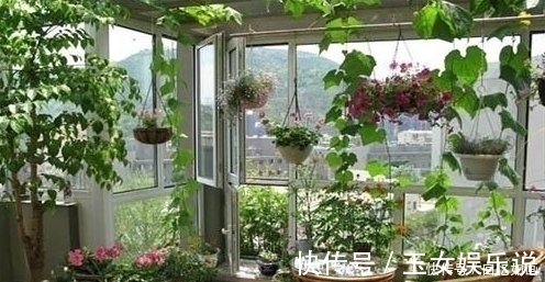 空气|3种“细菌”最讨厌的植物,家里种几盆,家人少生病,身体更健康