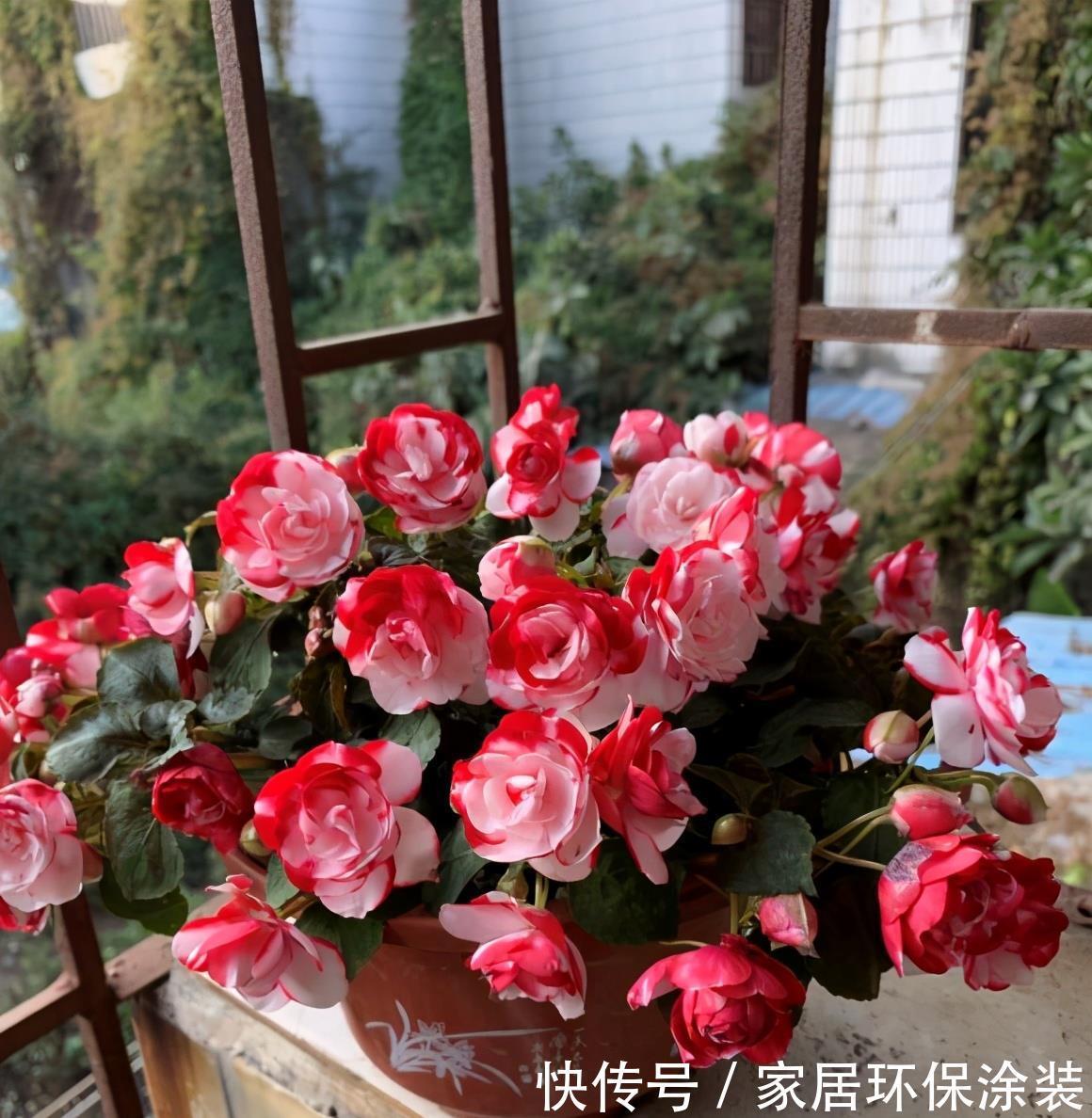 老桩|阳台养花，不用养贵的，3种“土气”花，开花“高贵”又热闹