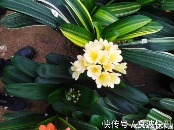 花友|3种植物是老酒鬼,一喝啤酒就疯长,根本不用施肥!