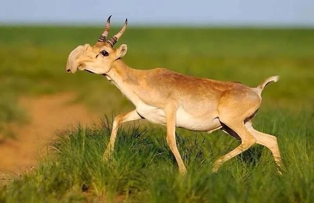 动物|一百年来,中国灭绝了多少动物?