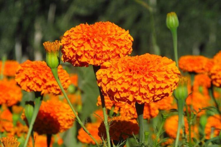 温度|4种花是开花机器,花朵漂亮又好养,一养就爆盆