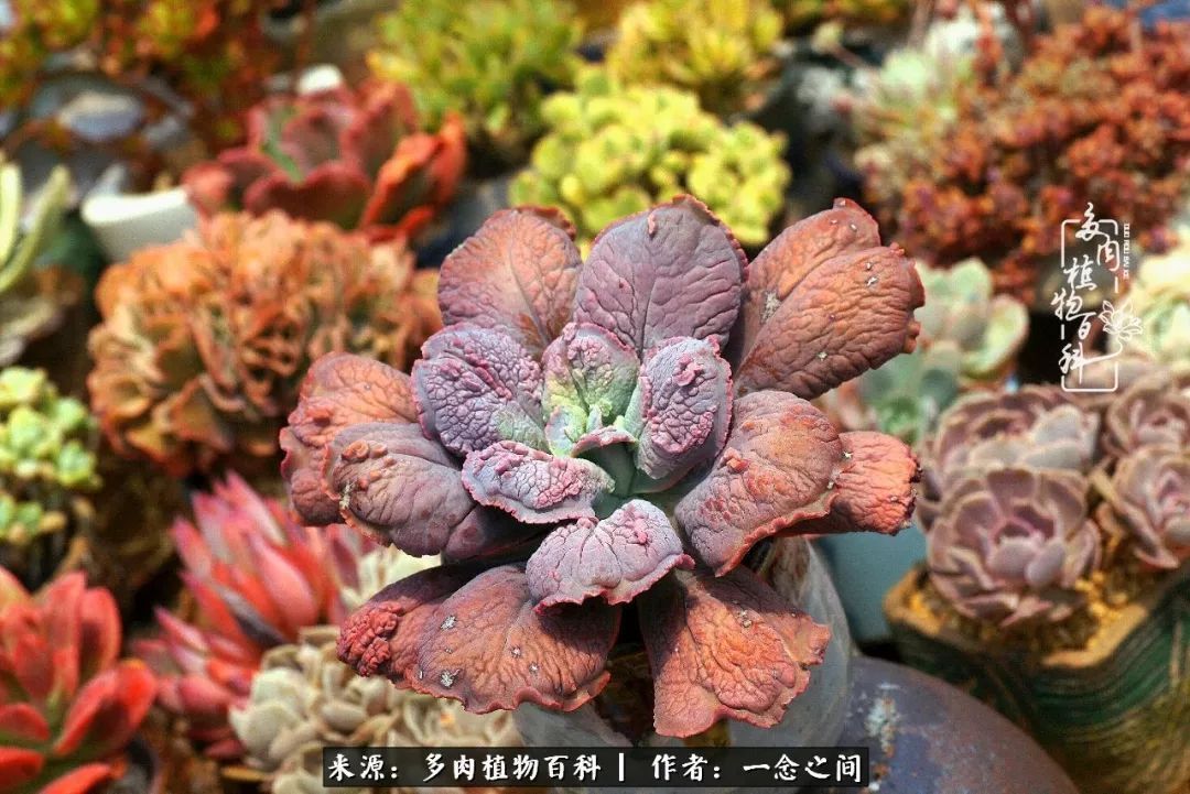 群友聊多肉没有最二只有更二,爆笑百科二群的二货二事!