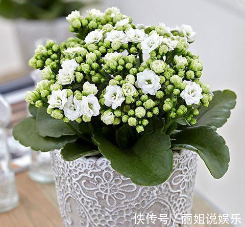 长寿花开花漂亮，花期长，深受人们喜爱，就像是新娘的手捧花