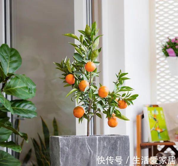 福建人爱养花草盆景，他们对花草形态是有“高要求”的！